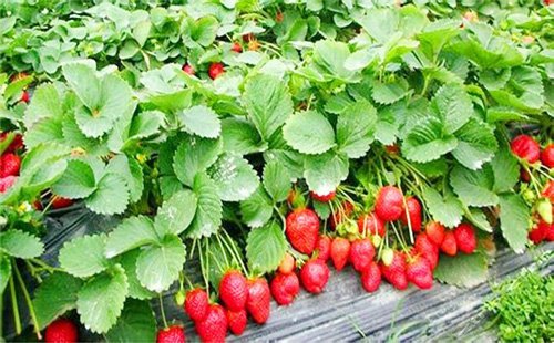 东林草莓采摘园
